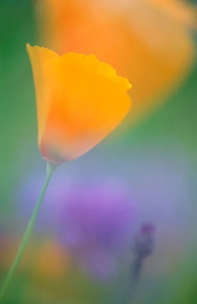 California Poppy Escholzia Calizina — Stok fotoğraf