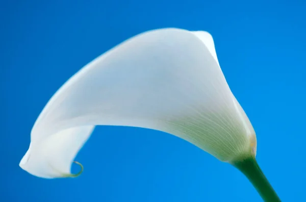 White Arum Lily Zantedeschia Aehica — стоковое фото