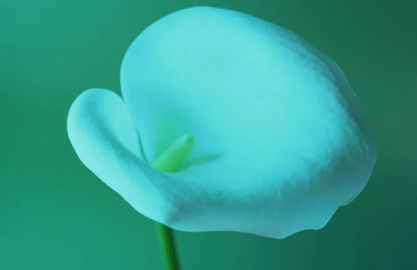 Ультрафиолетовый Свет White Arum Lily Zantedeschia Aehelica — стоковое фото