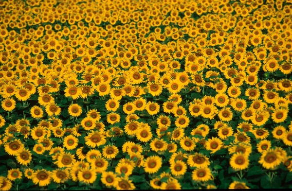 Solrosfält Österrike Helianthus Annuus — Stockfoto