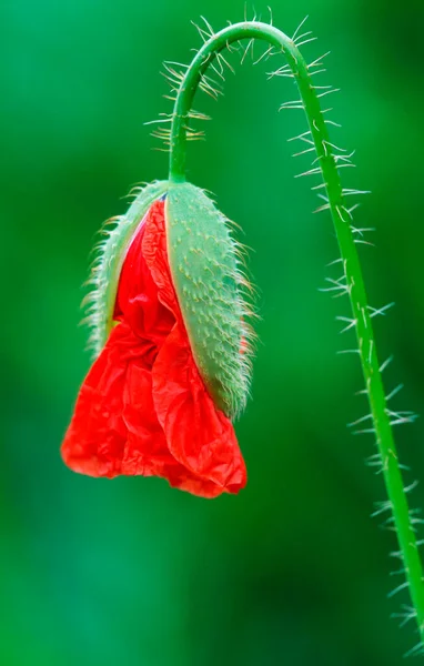 Common Poppy Bud Rhineland Palatinate Germany Papaver Rhoeas — Stock Photo, Image