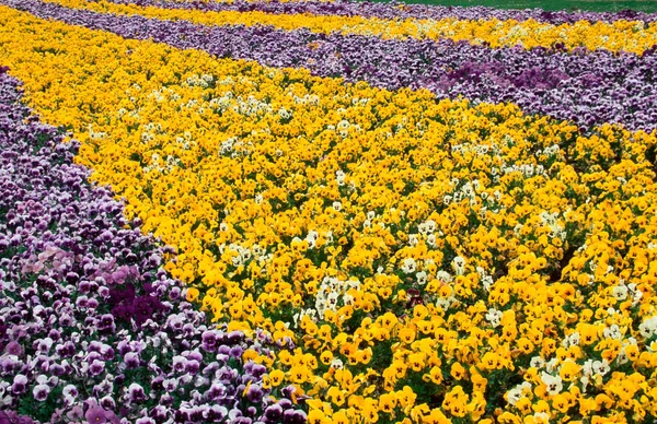 Blomstersäng Med Penséer Viola Hybrida — Stockfoto