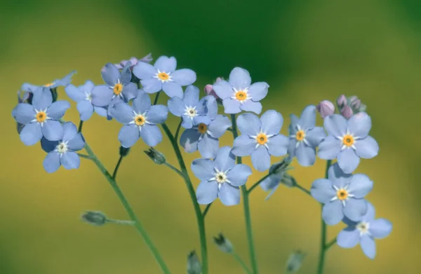 Wood Forgetmenot Szlezwik Holsztyn Niemcy Myosotis Sylvatica — Zdjęcie stockowe