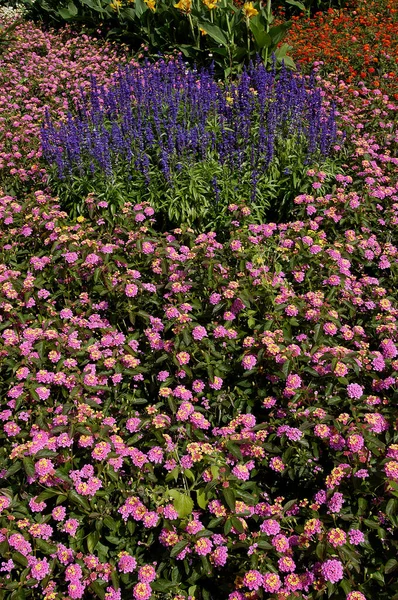 与Lantana和Wild Sage Lantana Camara Salvia Nemorosa 合生的花 — 图库照片