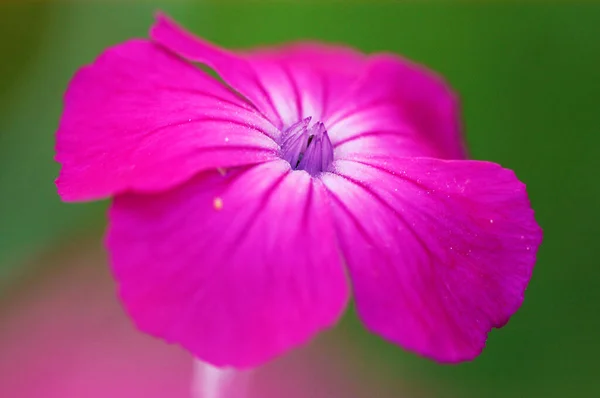 Rózsa Campion Lychnis Coronaria — Stock Fotó
