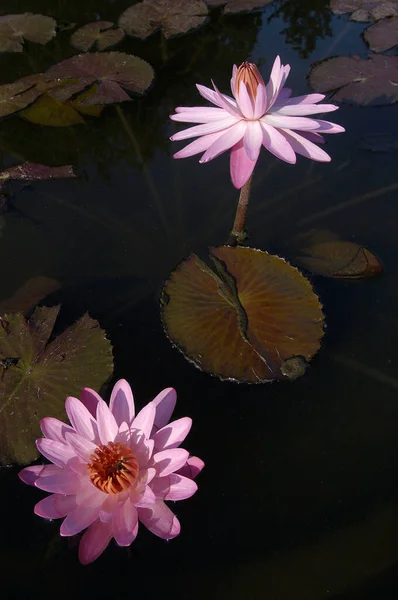 Waterlelies Nymphaea Spec — Stockfoto