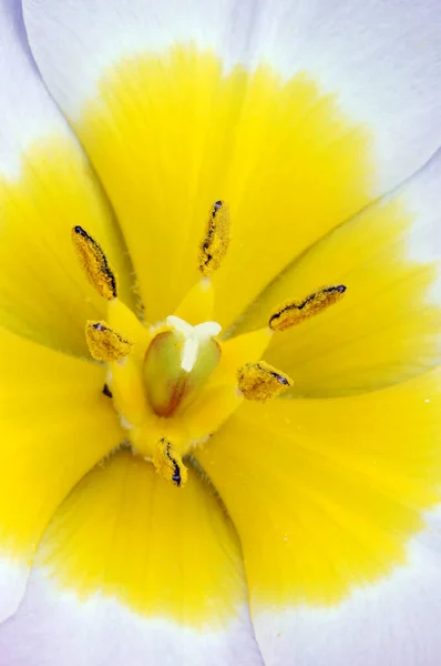 Wilde Tulpe Blütendetail Tulipa Kaufmanniana Hybride — Stockfoto