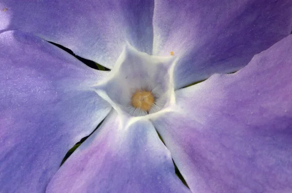 Lesser Periwinkle Blossom Vinca Minor — Stock Photo, Image
