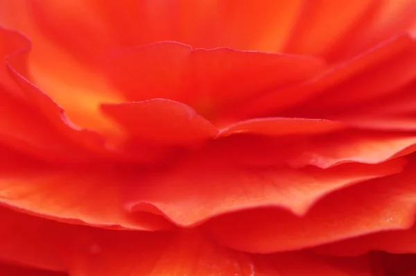 Begonya Çiçek Detayı Begonya Tübermelez Hibridi — Stok fotoğraf