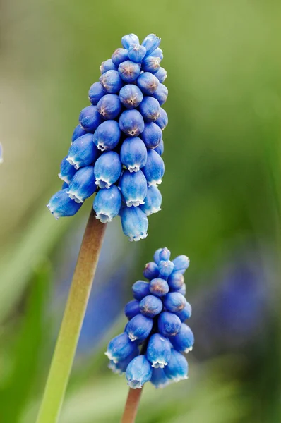 Grape Hyacinth Muscari Latifolium — Stock Photo, Image