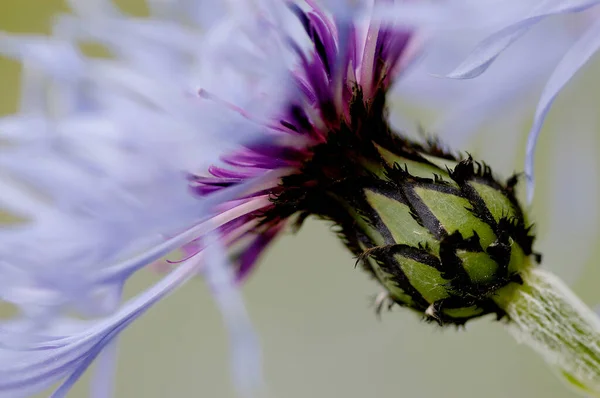 Fleur Bleuet Vivace Centaurea Montana — Photo