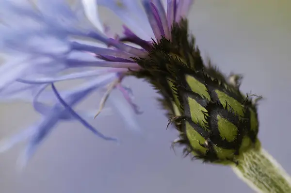 多年草コーンフラワー Centaurea Montana — ストック写真