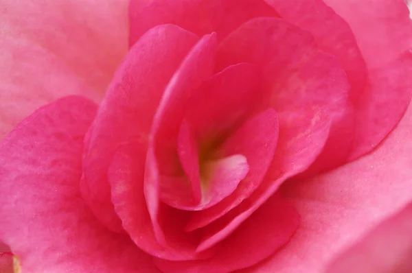 Begonya Çiçek Detayı Begonya Tübermelez Hibridi — Stok fotoğraf