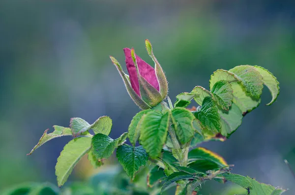 Шипшини Собачої Rosa Canina — стокове фото