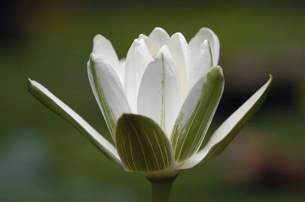 Lótus Branco Egípcio Nymphaea Lotus — Fotografia de Stock