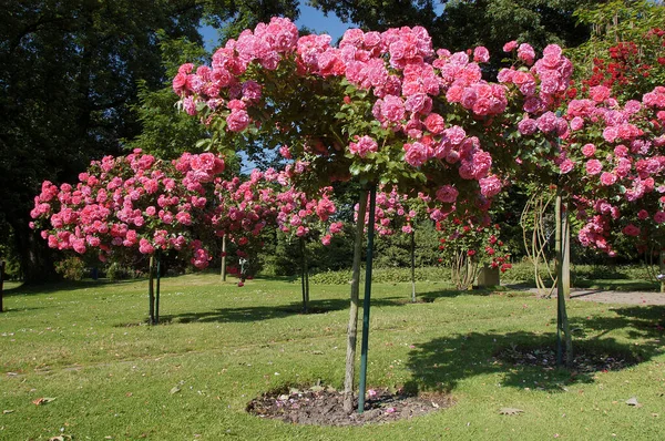 Rose Garden Észak Rajna Vesztfália Németország Rosa Spec — Stock Fotó