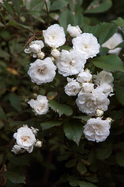 Gül Çiçekleri Rosa Spesifikasyonu — Stok fotoğraf