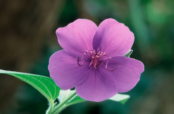 Квітка Принцеси Tibouchina Granulosa — стокове фото