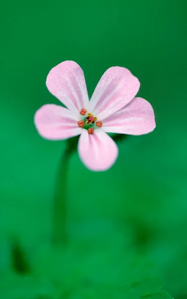 Херб Роберт Северный Рейн Вестфалия Германия Geranium Robertianum — стоковое фото