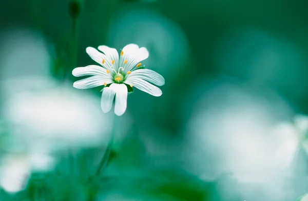 Greater Stitchwort North Rhine Westphalia Germany Stellaria Holostea — 스톡 사진