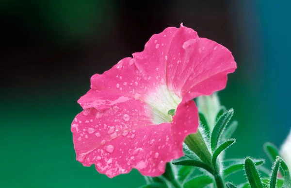 Цвіт Петунії Краплями Дощу Гібрид Петунії — стокове фото