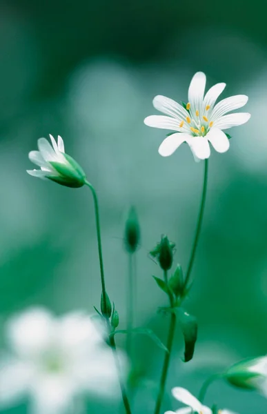 Greater Stitchwort North Rhine Westpahlia Germany Stellaria Holostea — 스톡 사진