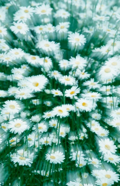 Eye Daisies Cisanthemum Leucanthemum Leucanthemum Vulgare — 스톡 사진