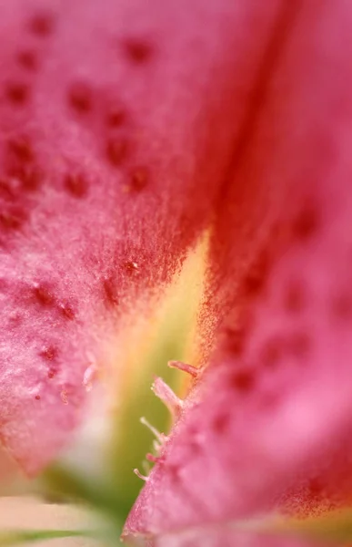Taglilie Blütendetail Hemerocallis Hybrid — Stockfoto