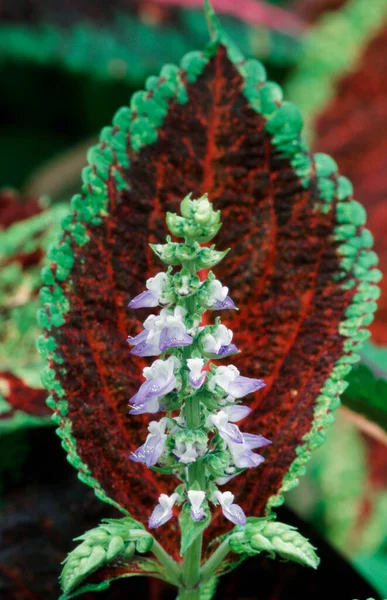 Painted Nettle Coleus Blumei Solenostemon Scutellarioides — Stock Photo, Image