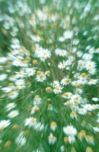 Mayweed North Rhine Westphalia Germany Matricaria Chamomilla Matricaria Recutita Chamomilla — 스톡 사진