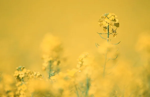 Rape North Rhine Westphalia Germany Brassica Napus — Stock Photo, Image