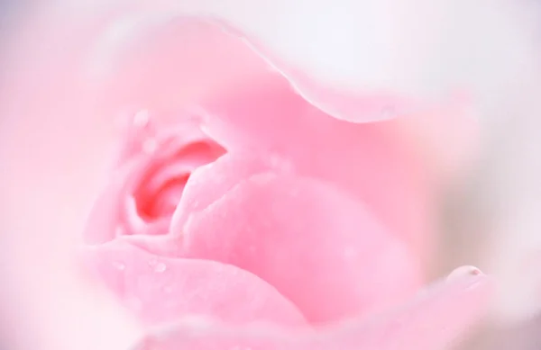 Růže Kvete Rosou — Stock fotografie