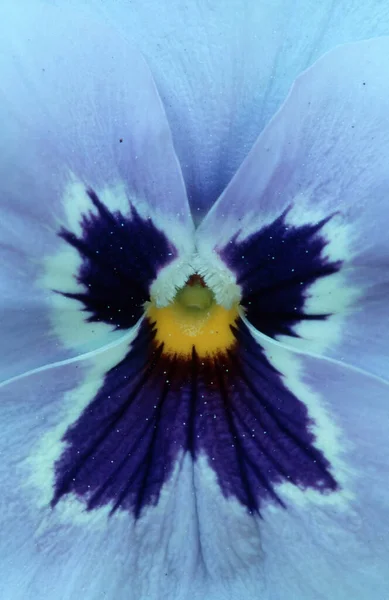 Pansy Blossom Detail Viola Hybrida — Stock Photo, Image