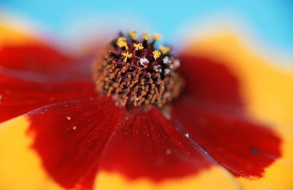 Χρυσόσπορος Coreopsis Tinctoria — Φωτογραφία Αρχείου