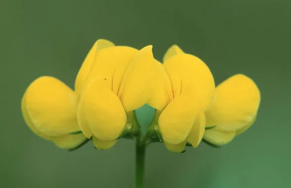 Vetch Βόρεια Ρηνανία Βεστφαλία Γερμανία Caronilla Vaginalis — Φωτογραφία Αρχείου