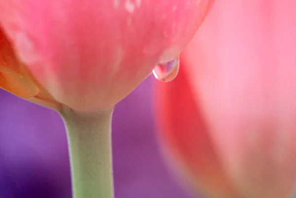 Lale Çiçeğindeki Yağmur Damlası — Stok fotoğraf
