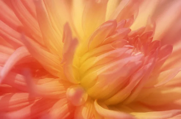 Dahlia Çiçek Detayı Dahlia Spektrometresi — Stok fotoğraf