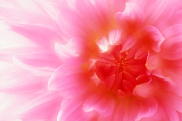 Dahlia Blossom Detail Dahlia Spec — Stock Photo, Image