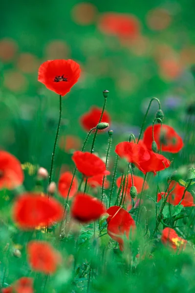 Poppies Kuzey Ren Vestfalya Almanya Papaver Rhoeas — Stok fotoğraf