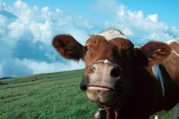 Bovinos Vacas Pasto Alpino Suíça — Fotografia de Stock