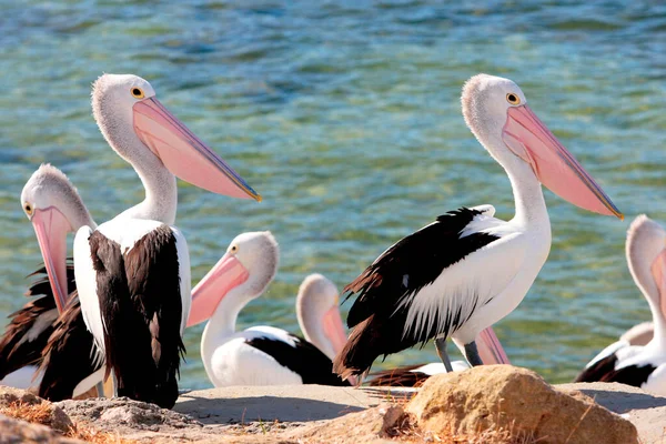Pelicano Australiano Pelecanus Conspicillatus Austrália — Fotografia de Stock