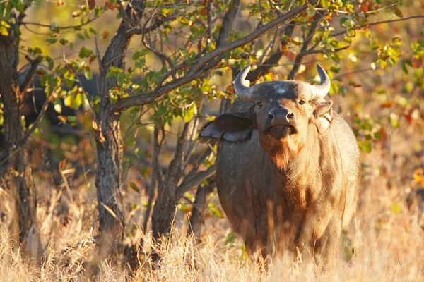 Понюхание Буйволов Национальный Парк Крюгера Юар Африка — стоковое фото