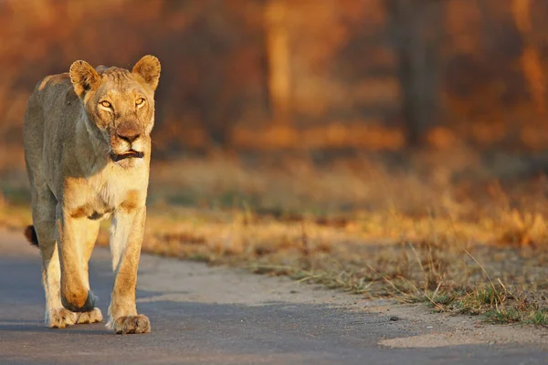 Vrouwelijke Leeuw Avondlicht Krueger Nationaal Park Zuid Afrika — Stockfoto