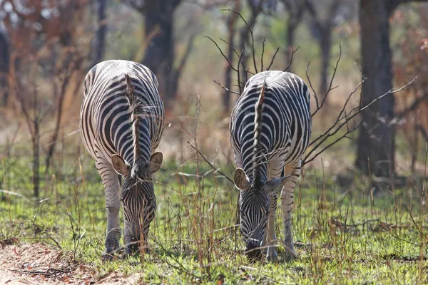 Dos Cebras Pastando Parque Nacional Krueger Sudáfrica África — Foto de Stock