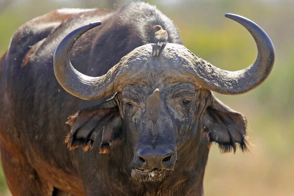 Kaffernbüffel Mit Ochsenpecker Krueger Nationalpark Südafrika Afrika — Stockfoto