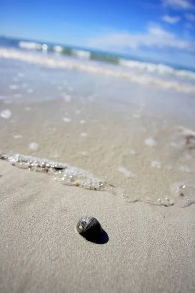 Snailshell Beach — Stock Photo, Image
