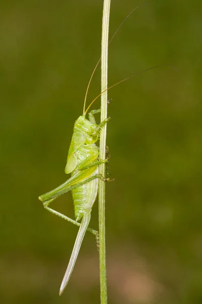 Grande Grilo Arbusto Verde Tettigonia Viridissima — Fotografia de Stock