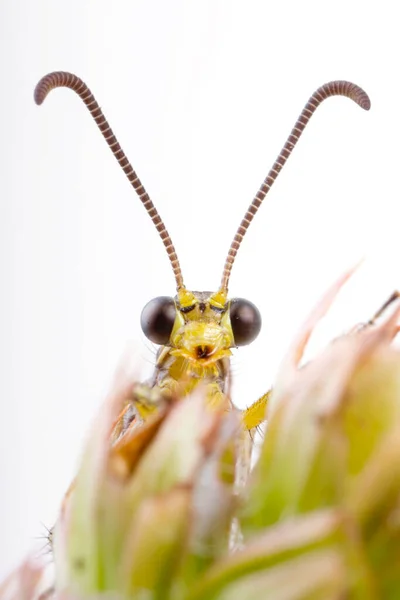 Antlion Adulte Euroleon Nostras — Photo