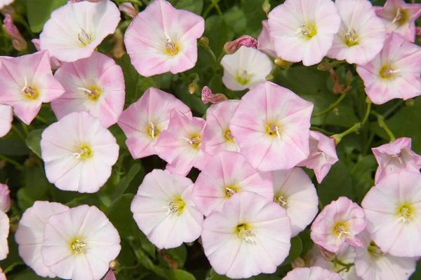 Хедж Биндвид Calystegia Sepium — стоковое фото