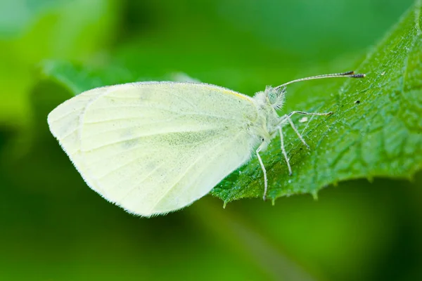 Small White Pieris Rapae — Stock Photo, Image